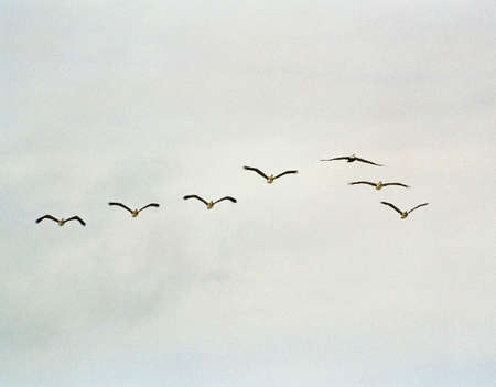 Pelicans in San Diegoの写真素材