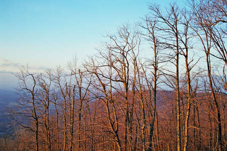 Tree stand on virginia mountainsの写真素材