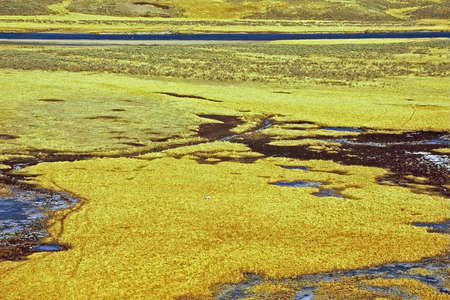 white fox in wetlands の写真素材