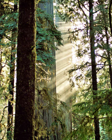 light in forestの写真素材