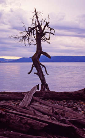 dead tree on shore of Montana lake