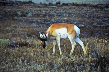 bowing pronhorn 