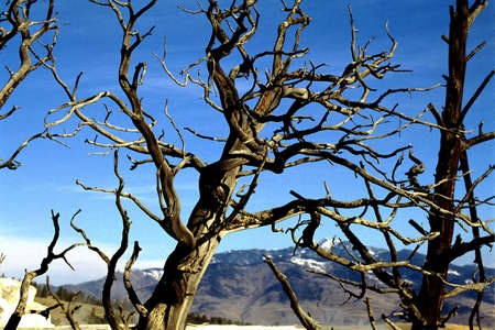 dead branches in yellowstone