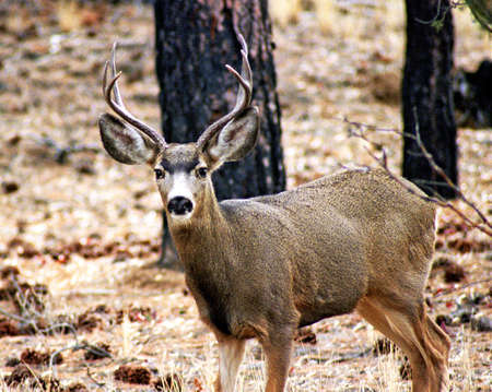 bryce mule deerの写真素材