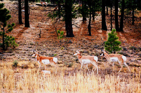 bryce pronghorn walkingの写真素材