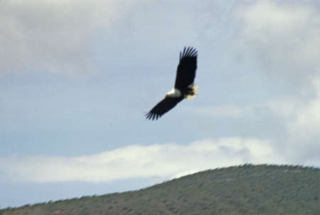 african eagle