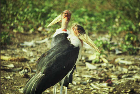 african marabou storksの写真素材