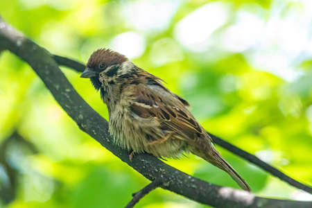 Worried sparrow on a branch in the park.の写真素材
