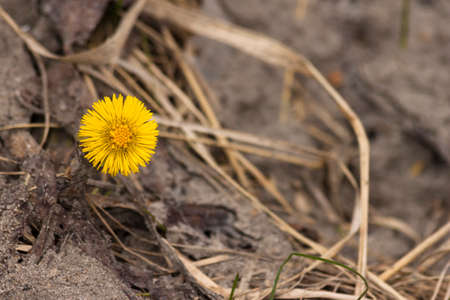 TussilÃ¡go fÃ¡rfara, coltsfoot, foalfoot - first spring yellow flowers.