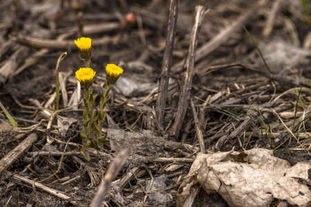 TussilÃ¡go fÃ¡rfara, coltsfoot, foalfoot - first spring yellow flowers.の写真素材