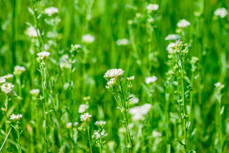 Meadow grass with small white flowers in summer