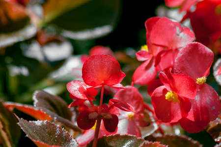 Red begonias on a flower bed in springの写真素材