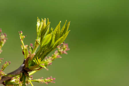 Young newborn leaves with pink flowers on a green background