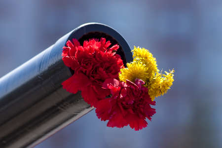 Flowers in a cannon as a symbol of peaceの写真素材