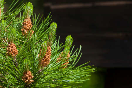 Pinos mugo mountain pineの写真素材