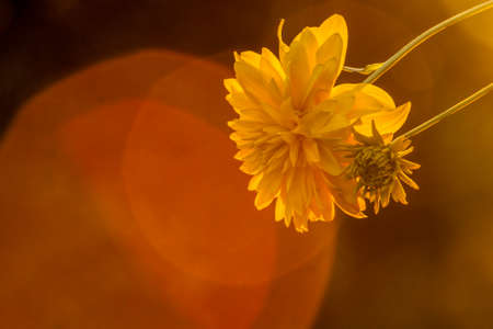 Yellow flower with a sunset light.