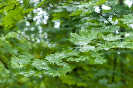 Green maple leaves in a forest.