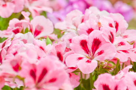 Two-tone pink Geranium flowers.