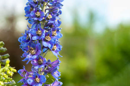 Bluebonnet, Texas Bluebonnet is a name given to any number of blue-flowered species of the genus Lupinus redominantly found in southwestern United States and is collectively the state flower of Texas.の写真素材