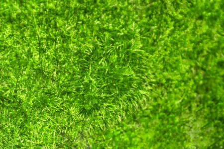 Green moss on an old fallen tree. Textured background.