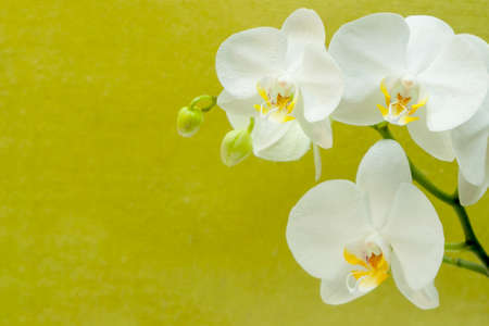 Beautiful Phalaenopsis orchid flower blooming. Yellow background.の写真素材