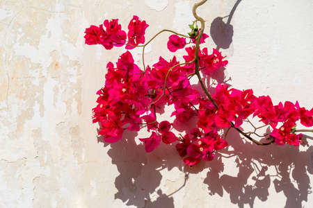 Bougainvillea spectabilis, also known as great bougainvillea, is a species of flowering plant. It is...