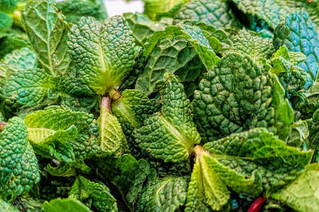 Fresh mint on a market counterの写真素材