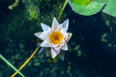 Romantic view. Water-lily in the pondの写真素材