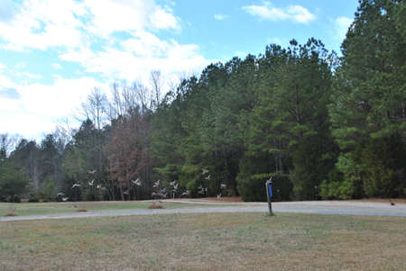 ducks  taking  offの写真素材