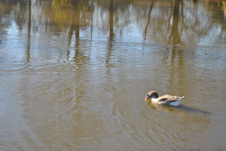 single  duck   swimming  in  pondの写真素材