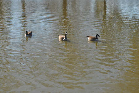 ducks  swimming  on  pond  on  bright  dayの写真素材