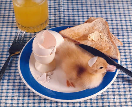 Duck on breakfast plateの写真素材