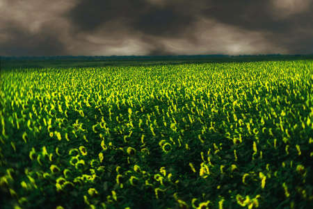 sun flower plainsの写真素材