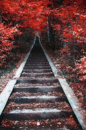 autumn time in the parkの写真素材