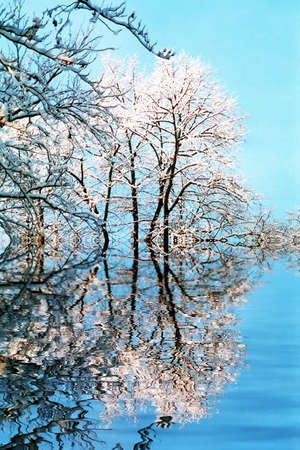 trees mirrored in the lake