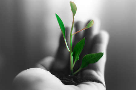 green in palmの写真素材