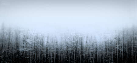 trees in winterの写真素材