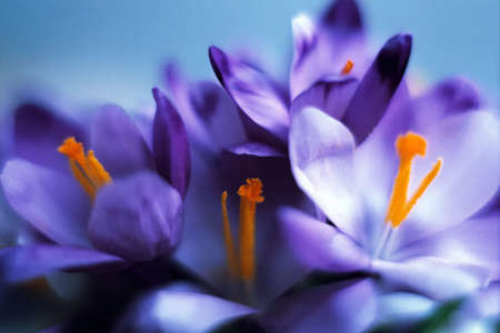 blue flowersの写真素材