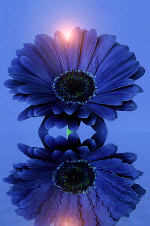 blue flower reflections into the water with sun lightsの写真素材