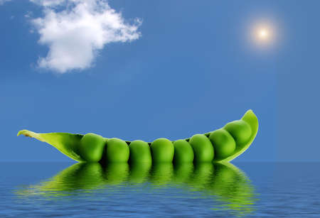 green beans floating on water in a sunny dayの写真素材
