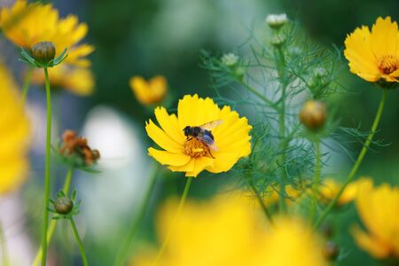 The bee sits in the center of a yellow flowerの写真素材