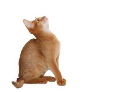 Beautiful red cat isolated on a white backgroundの写真素材