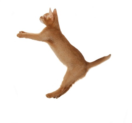 The cheerful cat plays on a white backgroundの写真素材