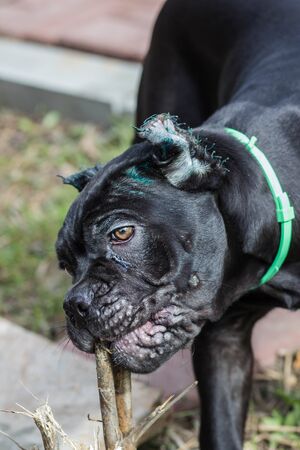 Cane-Corso puppy with cropped ears walks on the lawnの写真素材