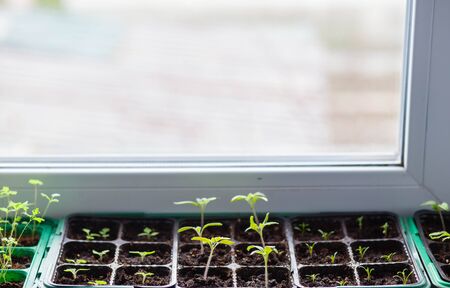 seedlings of vegetable plants stand on the windowsill before planting in the open groundの写真素材