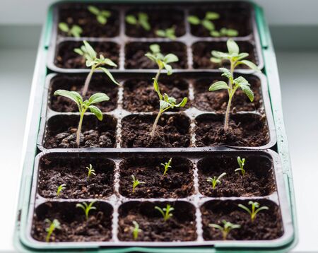 seedlings of vegetable plants stand on the windowsill before planting in the open groundの写真素材