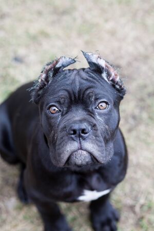 a young dog of the cane Corso breed on a walk on the lawn in early springの写真素材