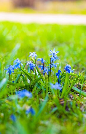 small spring flowers bloom in the sun at sunsetの写真素材