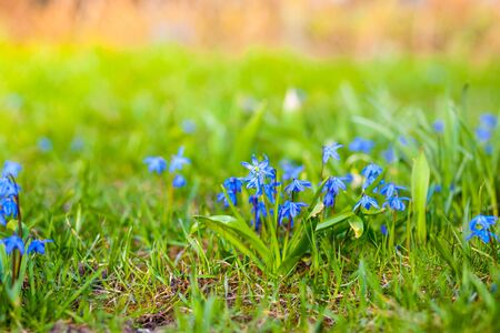 small spring flowers bloom in the sun at sunsetの写真素材
