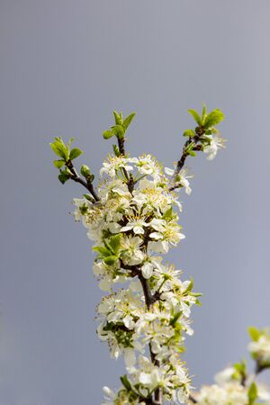 Blooming fruit tree with fragrant white flowers with large petalsの写真素材